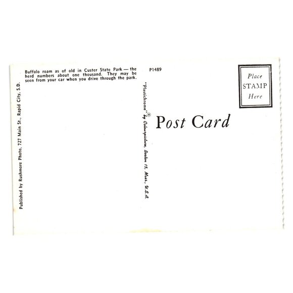 Buffalo Herd Custer State Park Vintage Postcard Rushmore Photo P1489 Roadside - Picture 2 of 2